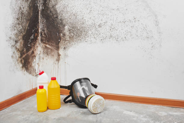 Best Black Mold Remediation in Cecil Bishop, PA