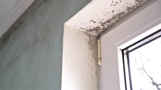 Best Residential Mold Remediation in Cecil Bishop, PA
