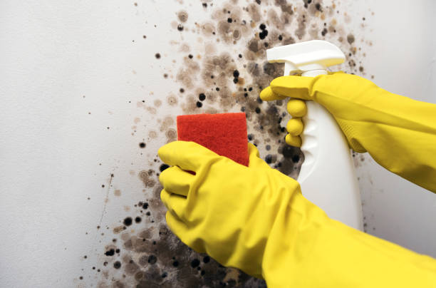 Best Attic Mold Remediation in Cecil Bishop, PA