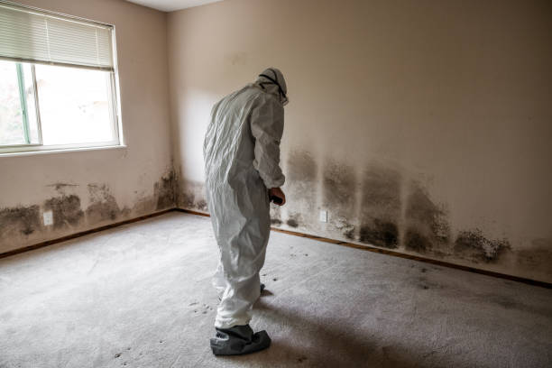 Best Commercial Mold Remediation in Cecil Bishop, PA